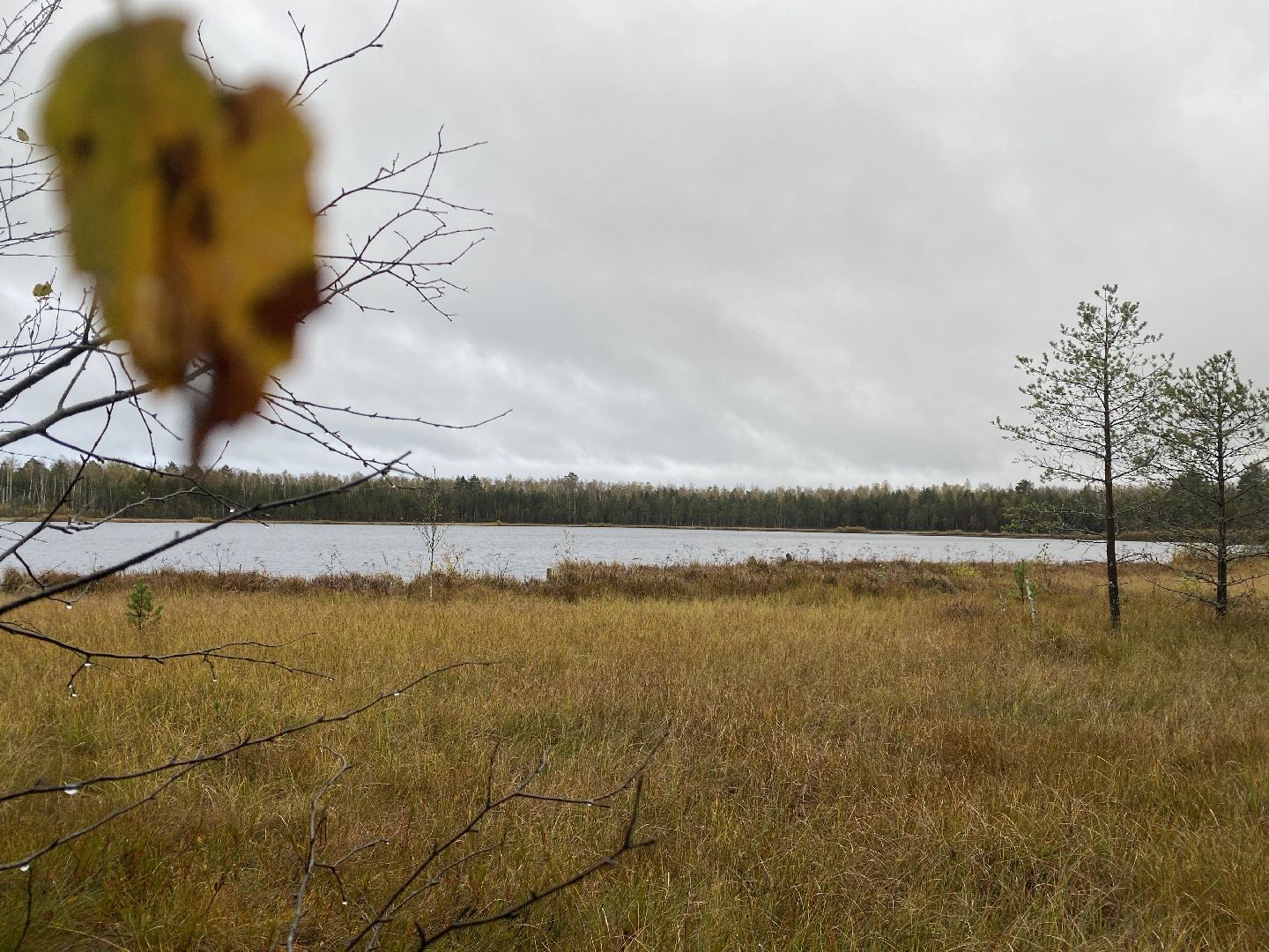 волоколамск, шитьково, болота, озеро, торфянники, легенды, миф, сказки, лес, лесное озеро,