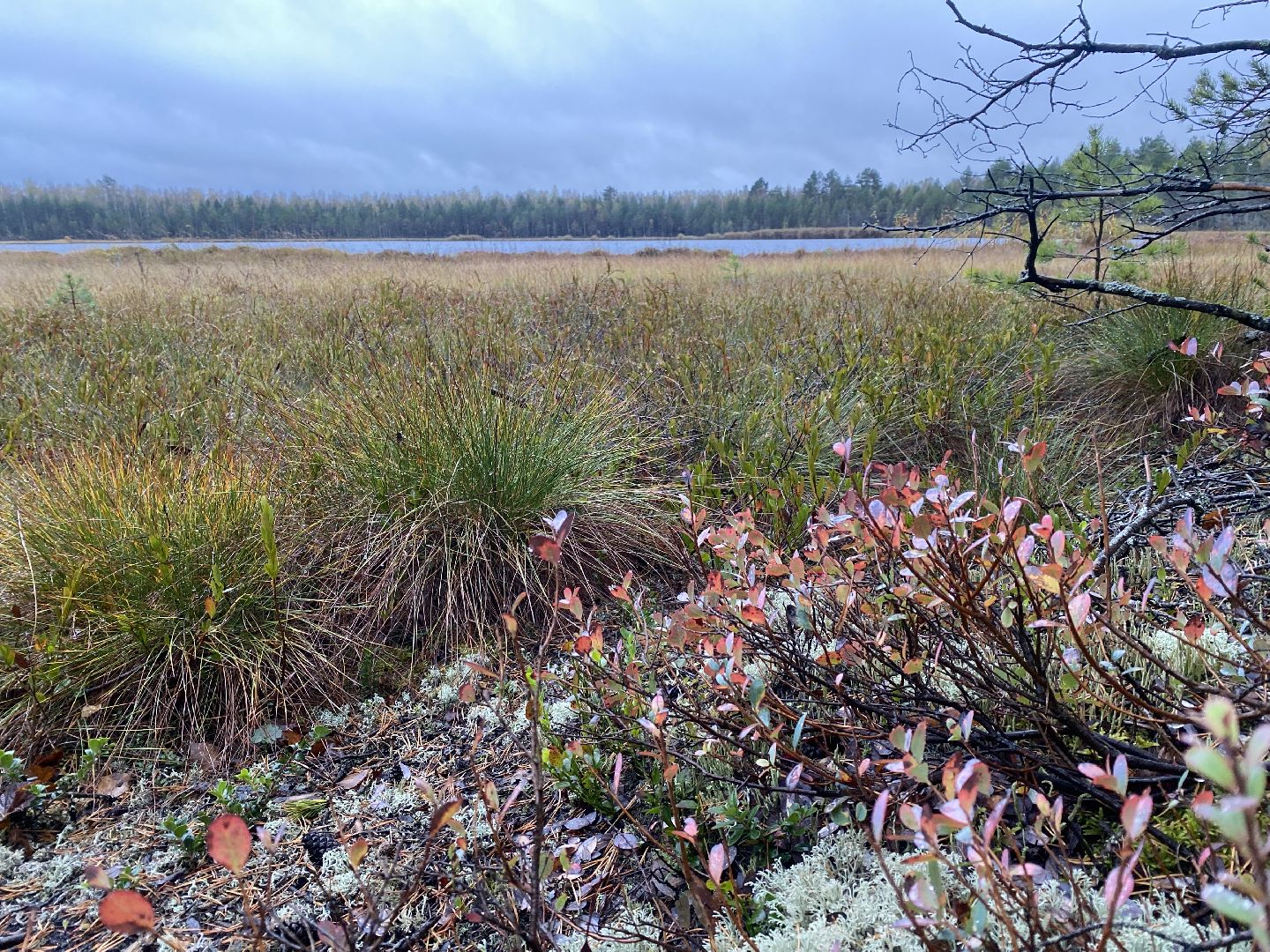 волоколамск, шитьково, болота, озеро, торфянники, легенды, миф, сказки, лес, лесное озеро,