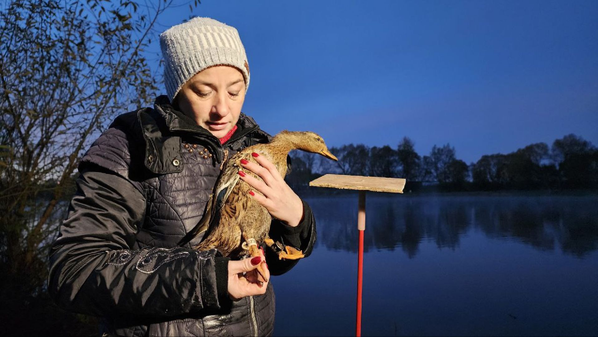 Дмитров, Орудьево, Соревнование подсадных уток,