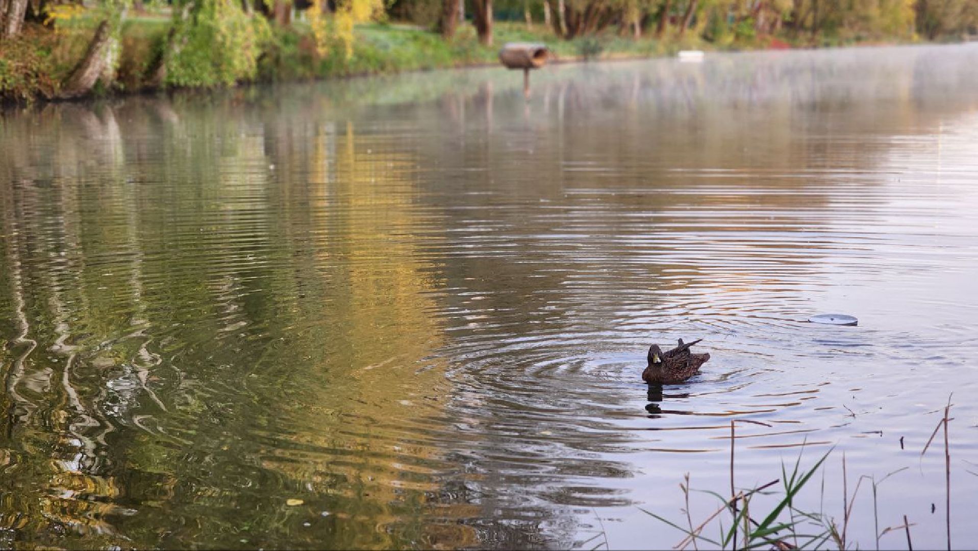 Дмитров, Орудьево, Соревнование подсадных уток,