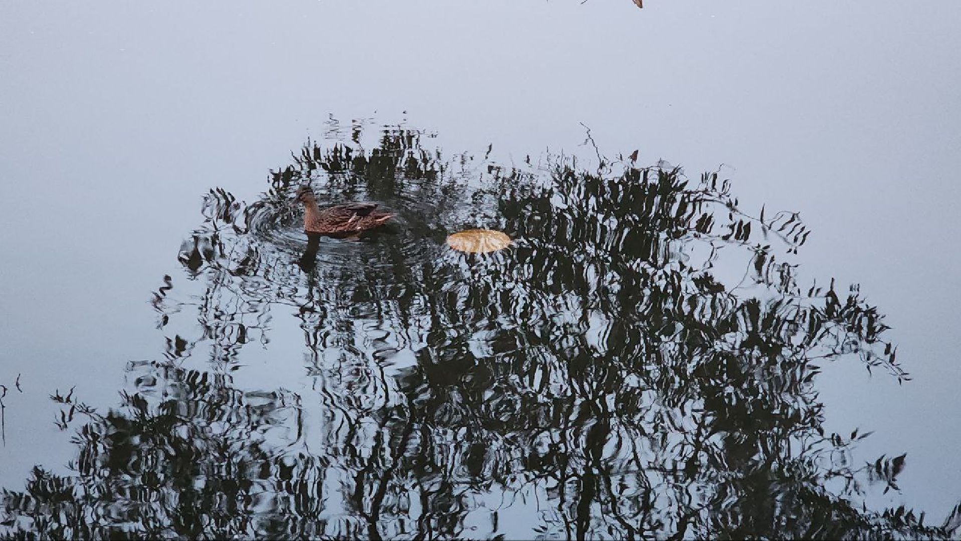 Дмитров, Орудьево, Соревнование подсадных уток,