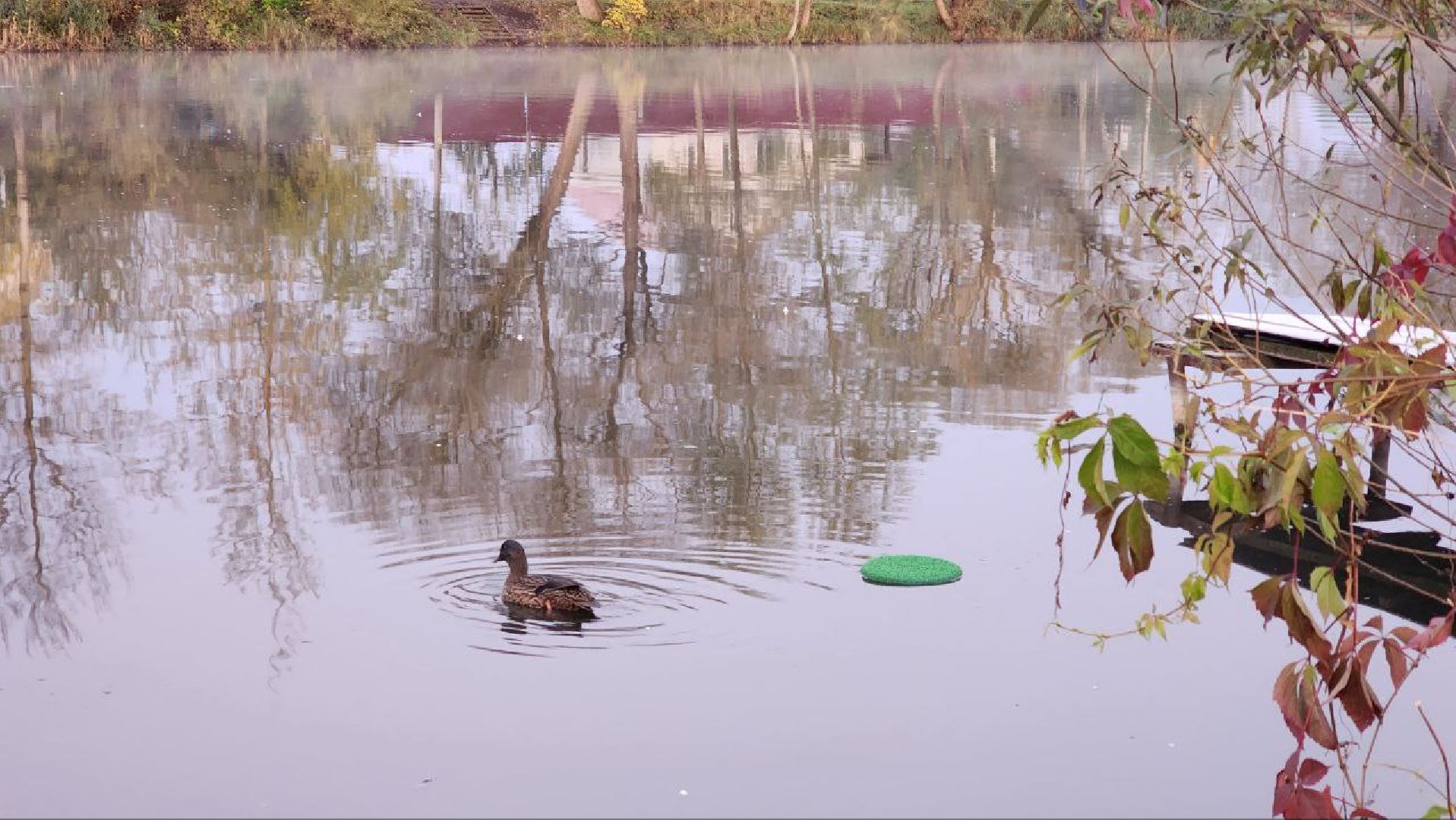 Дмитров, Орудьево, Соревнование подсадных уток,