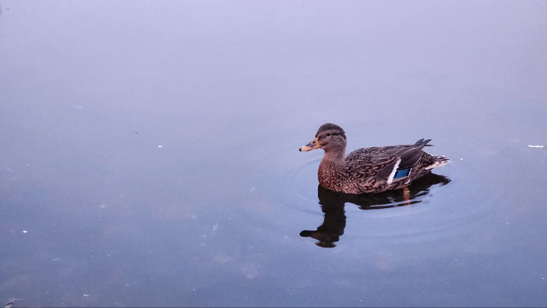 Дмитров, Орудьево, Соревнование подсадных уток,