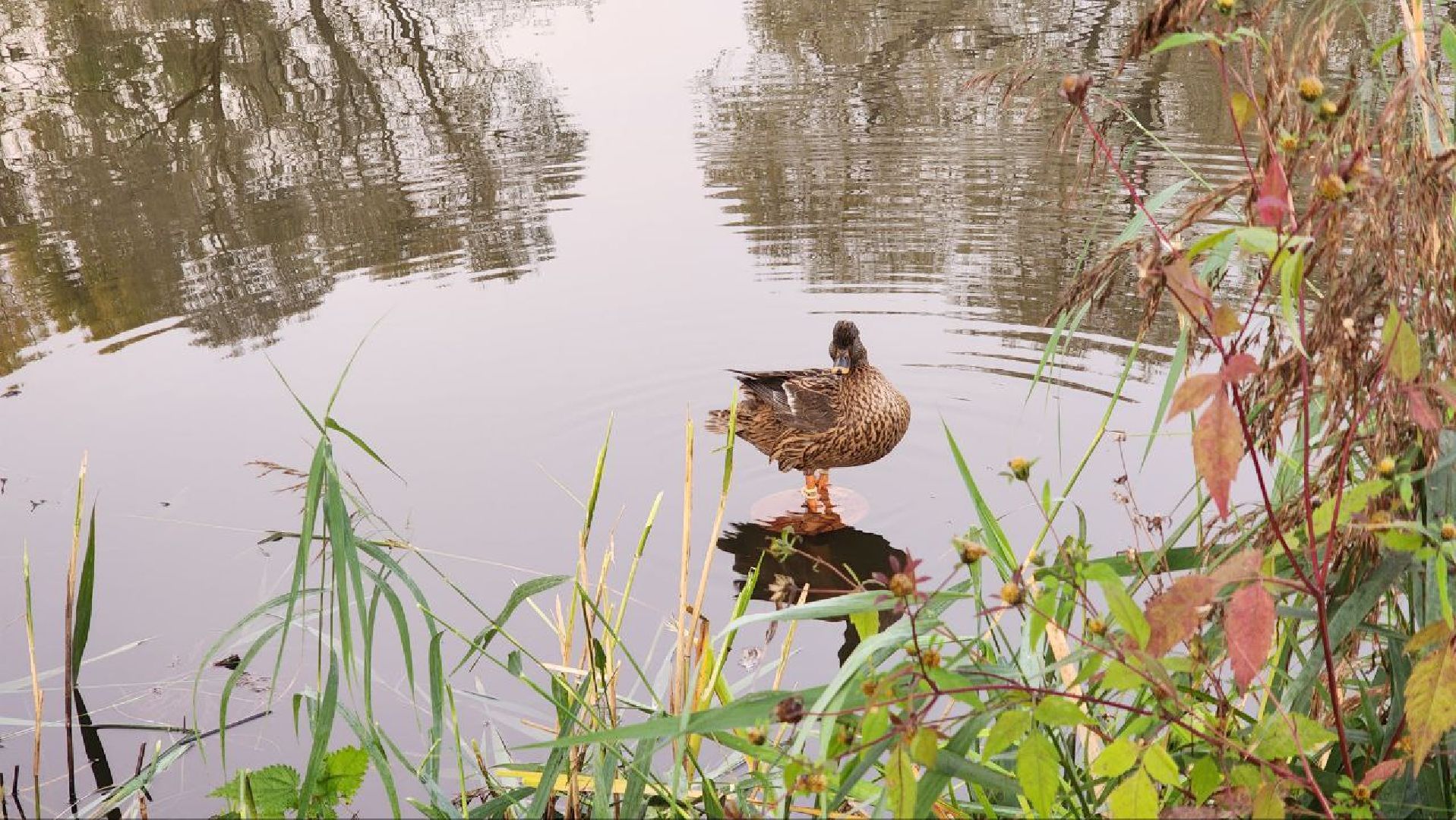 Дмитров, Орудьево, Соревнование подсадных уток,