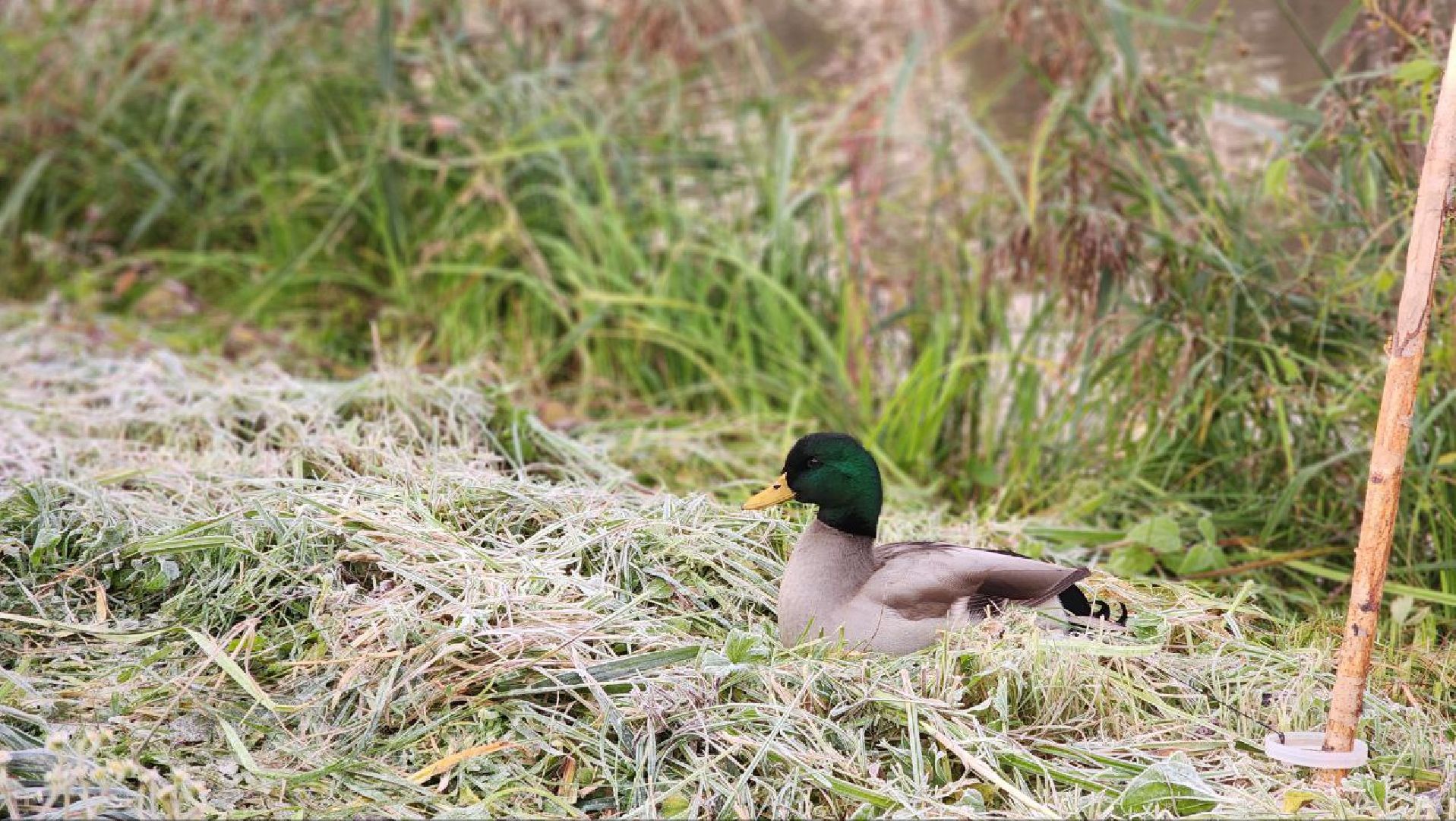 Дмитров, Орудьево, Соревнование подсадных уток,