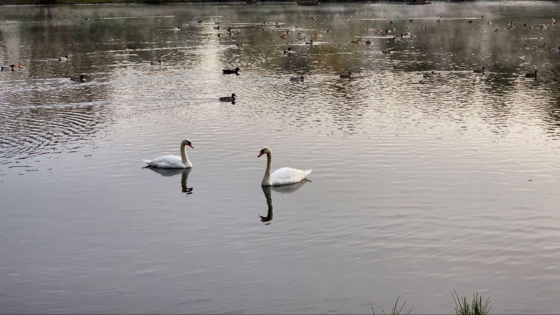 Дмитров, Орудьево, Соревнование подсадных уток,
