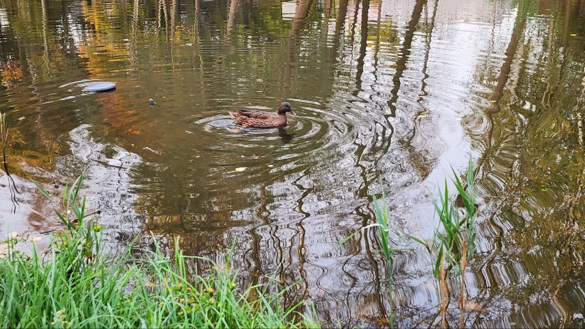 Дмитров, Орудьево, Соревнование подсадных уток,