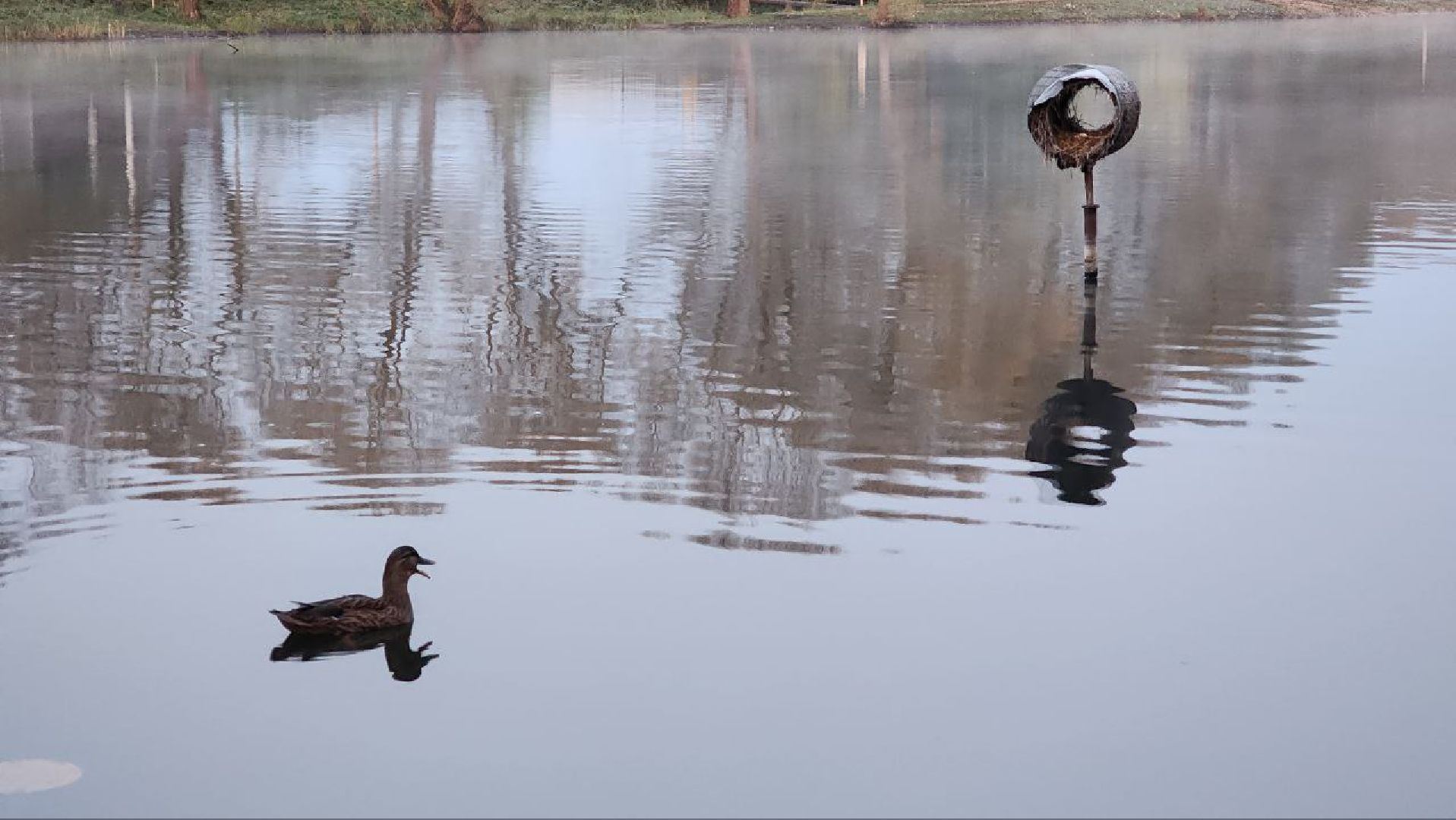 Дмитров, Орудьево, Соревнование подсадных уток,