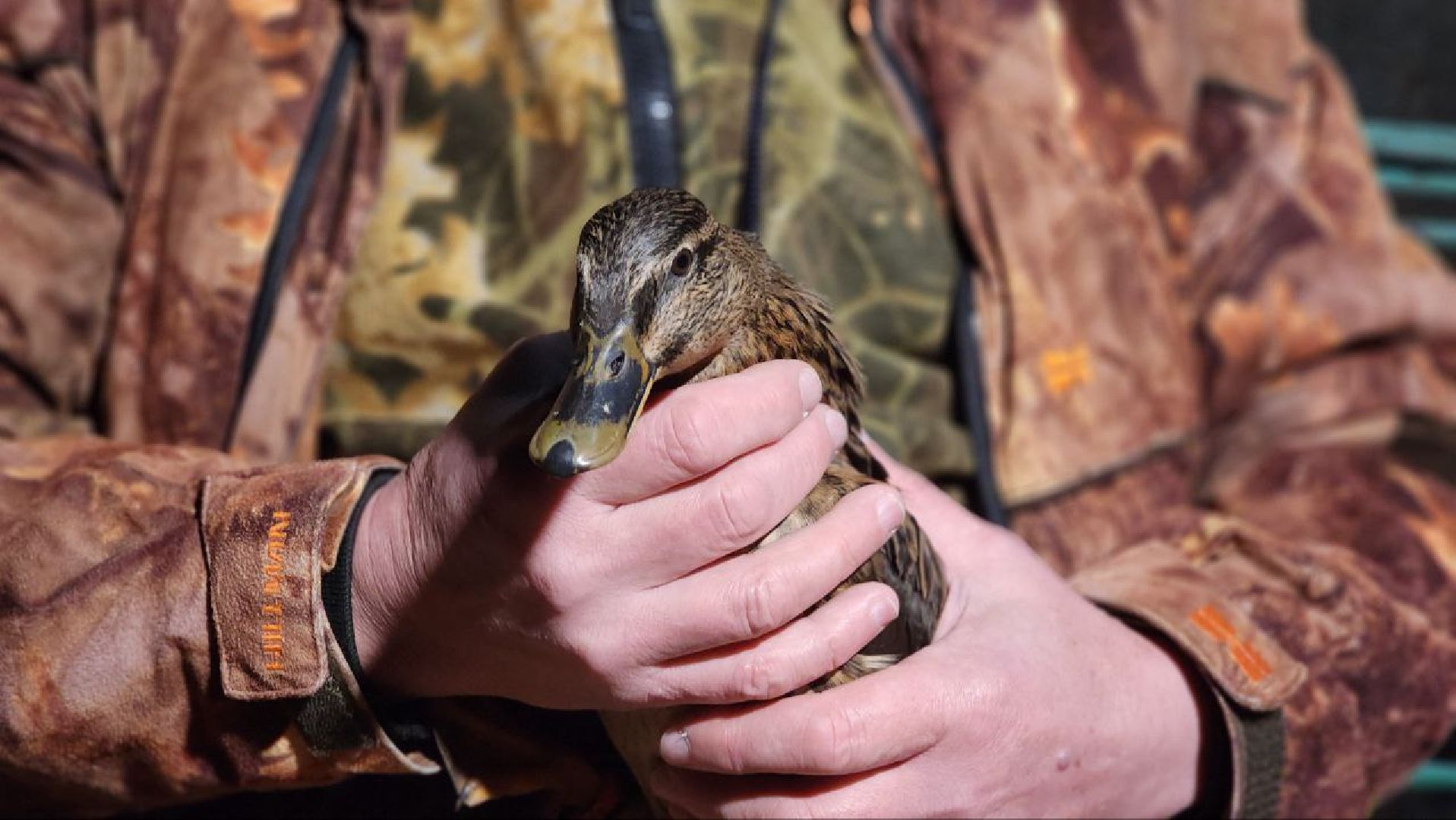 Дмитров, Орудьево, Соревнование подсадных уток,