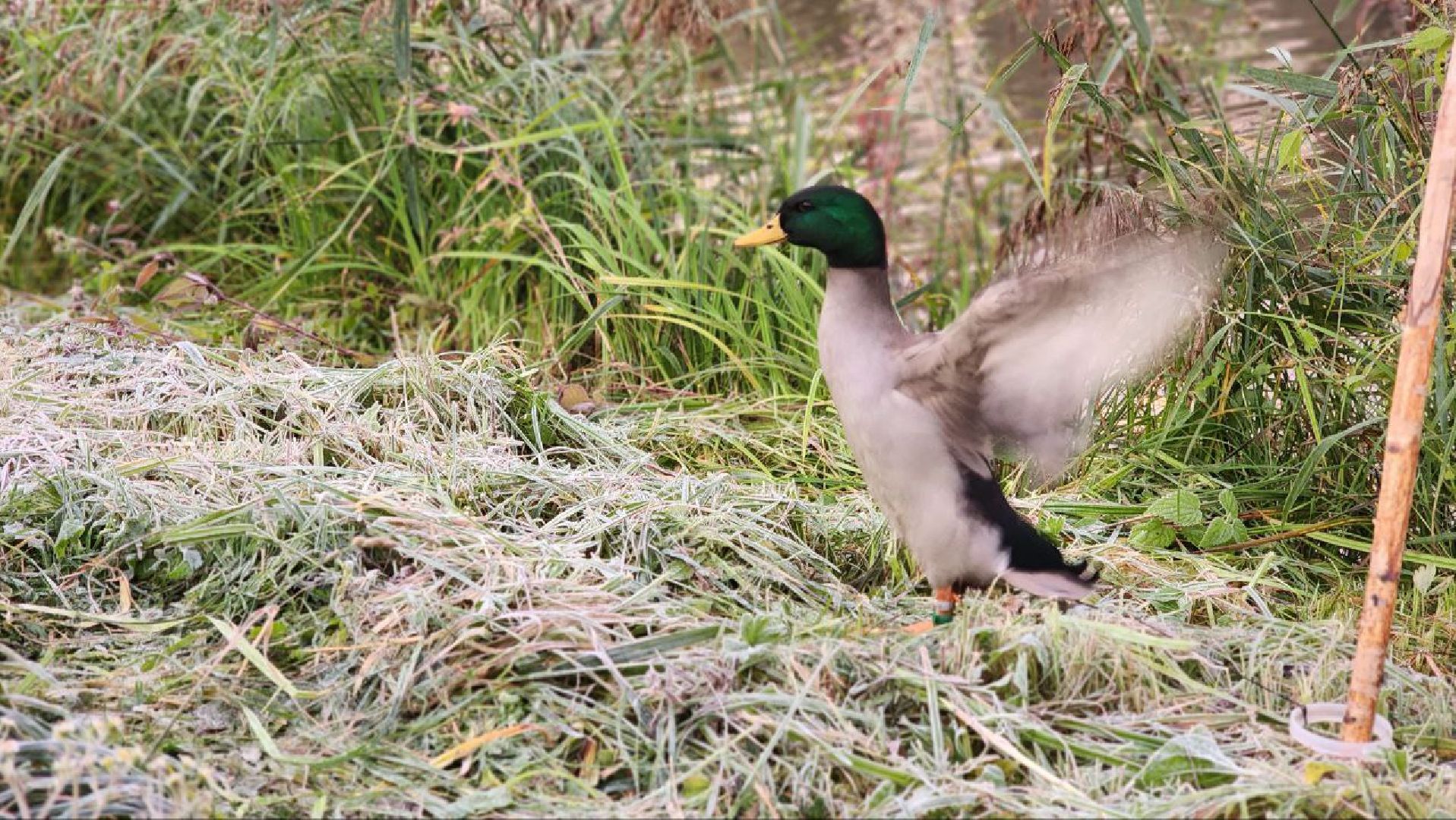Дмитров, Орудьево, Соревнование подсадных уток,