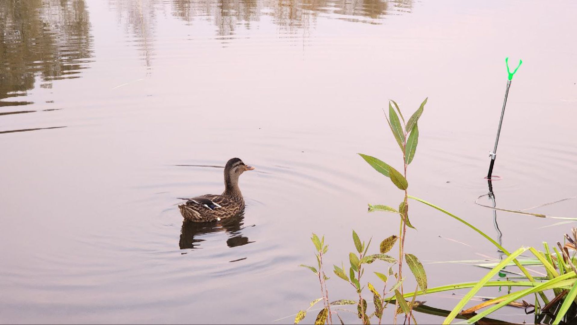 Дмитров, Орудьево, Соревнование подсадных уток,