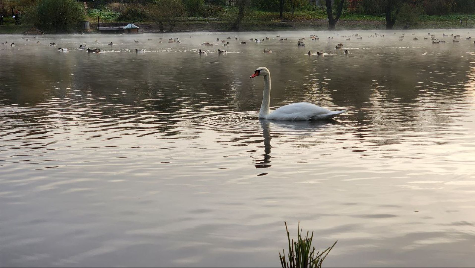 Дмитров, Орудьево, Соревнование подсадных уток,