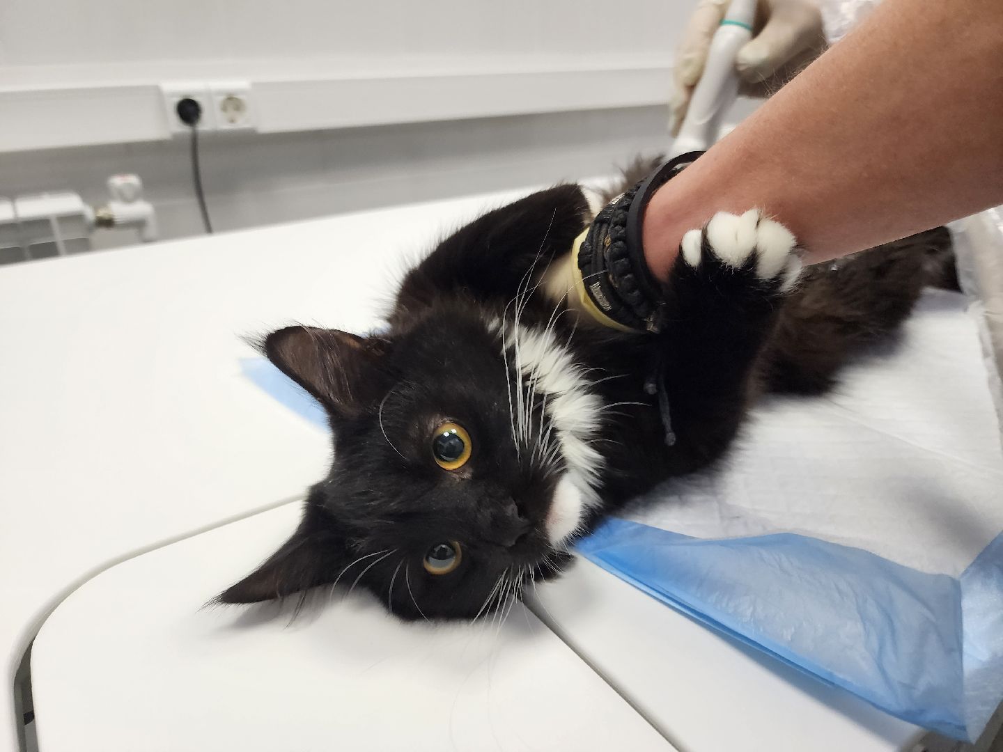 Подольск, ветлечебница, домашние животные, мкр Кузнечики,