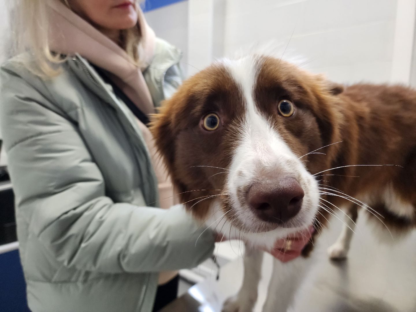Подольск, ветлечебница, домашние животные, мкр Кузнечики,