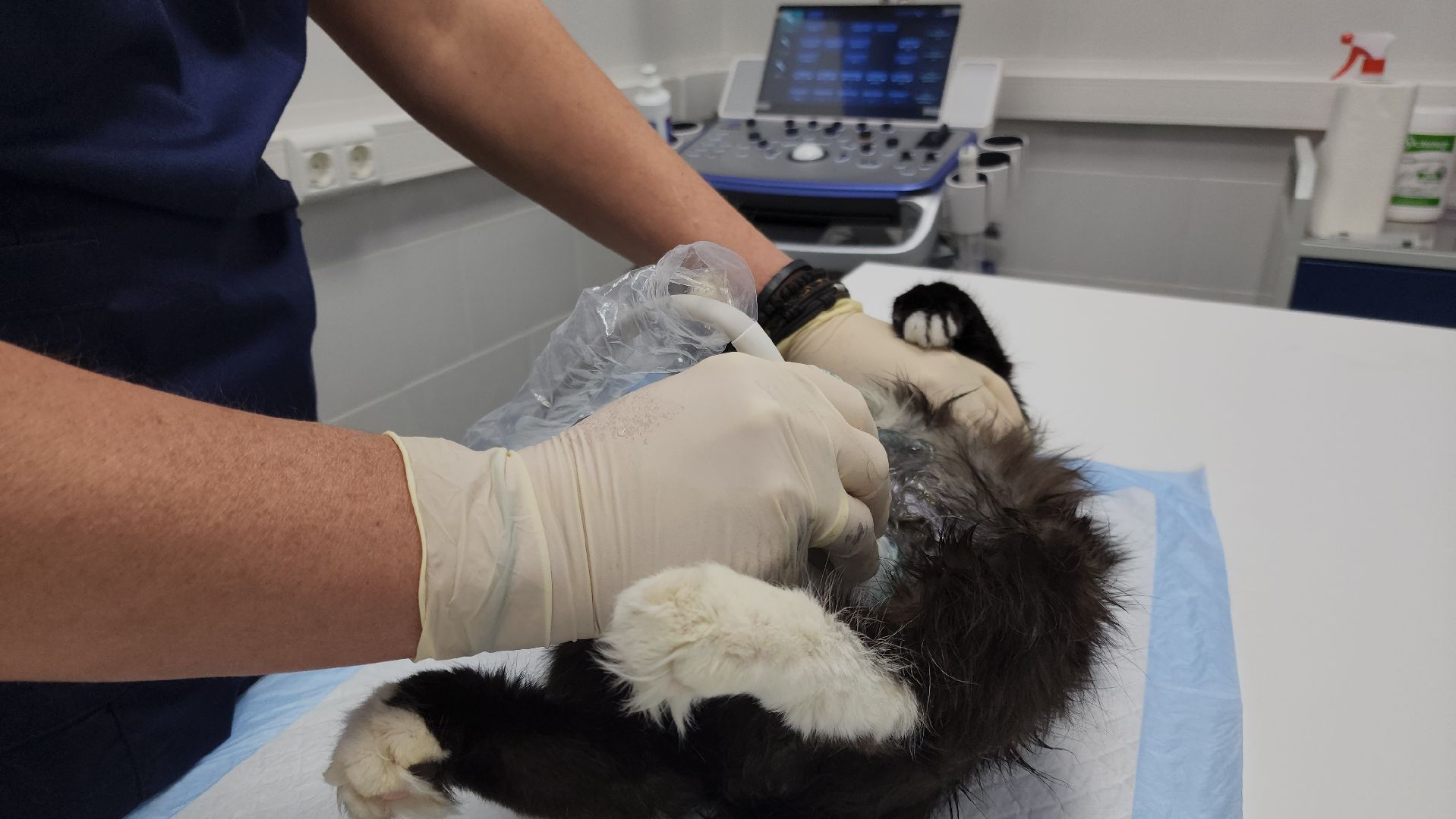 Подольск, ветлечебница, домашние животные, мкр Кузнечики,