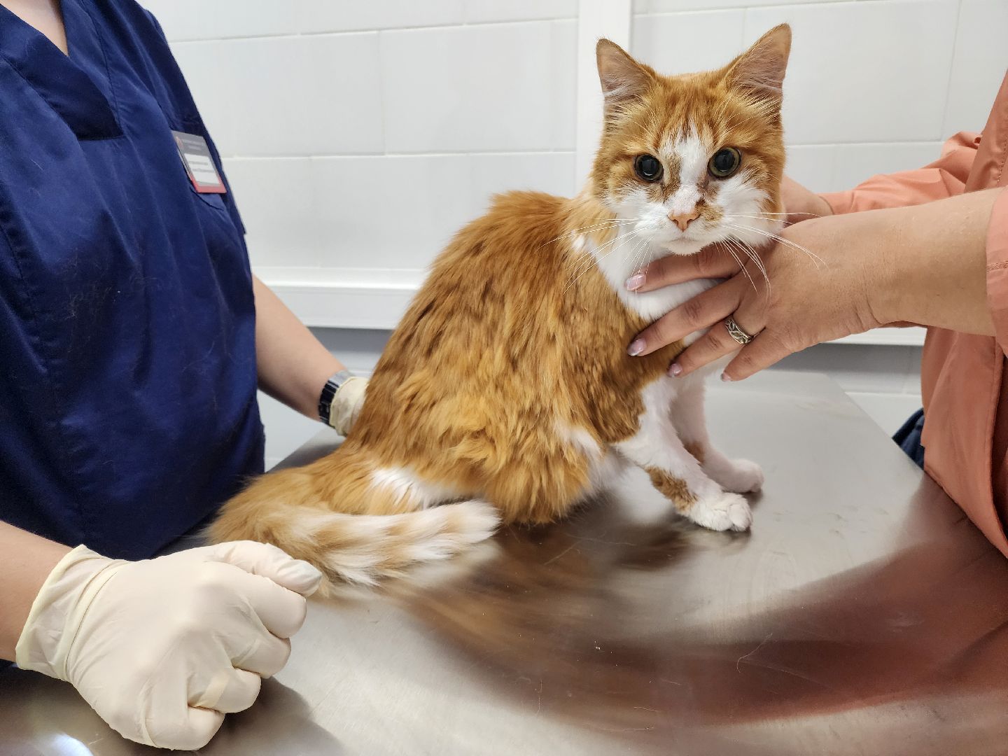 Подольск, ветлечебница, домашние животные, мкр Кузнечики,