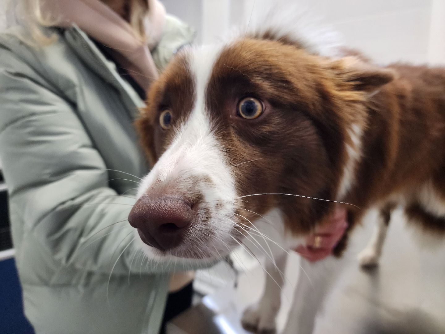 Подольск, ветлечебница, домашние животные, мкр Кузнечики,