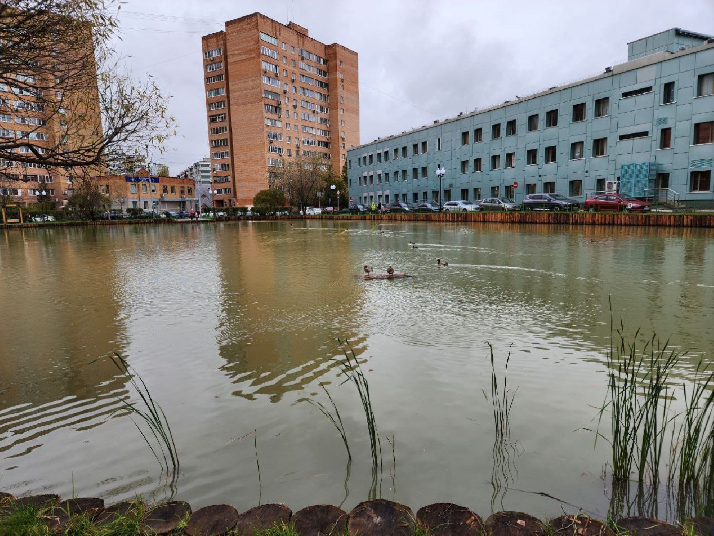мытищи, Алексеевский пруд, сукромка, рыба, экология, рыбалка,