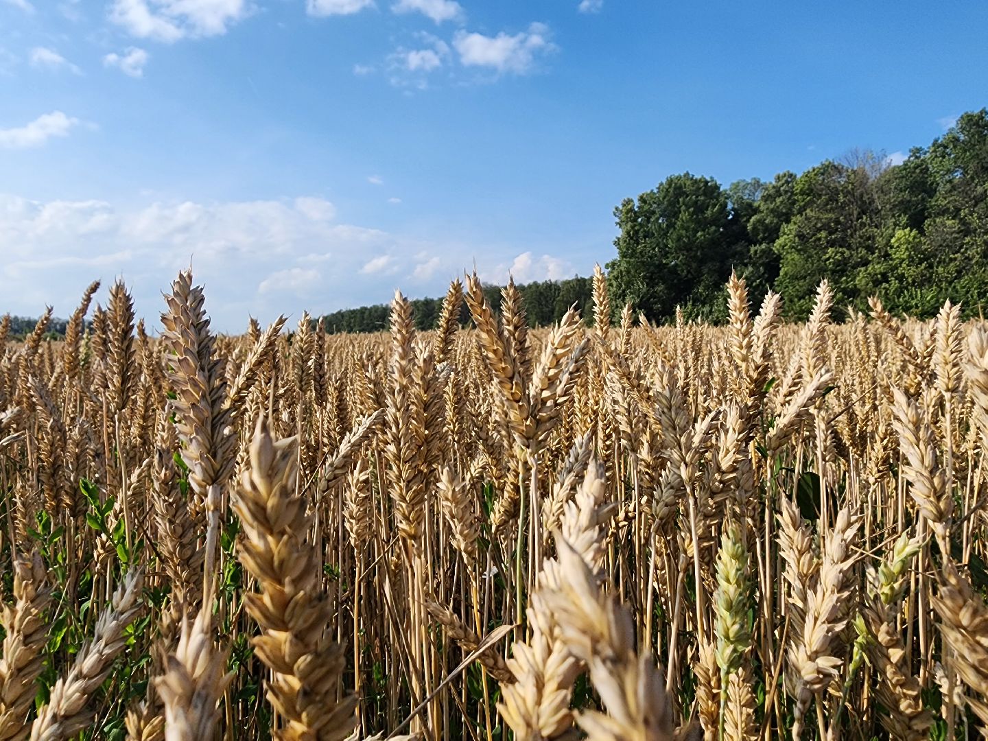Серебряные Пруды, урожай 2023, Подмосковные 10 га, сельское хозяйство,