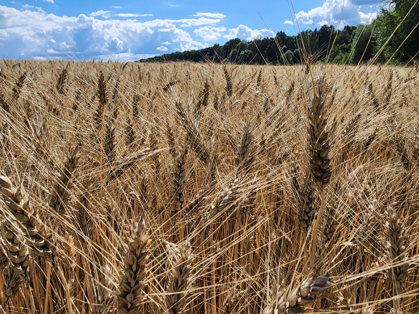 Серебряные Пруды, урожай 2023, Подмосковные 10 га, сельское хозяйство,