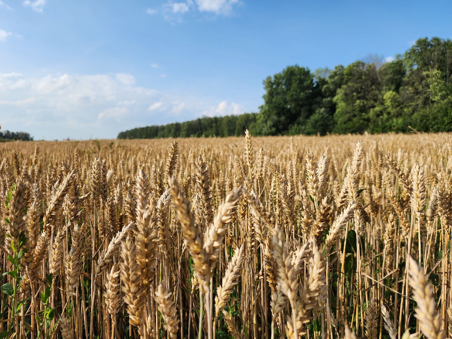 Серебряные Пруды, урожай 2023, Подмосковные 10 га, сельское хозяйство,