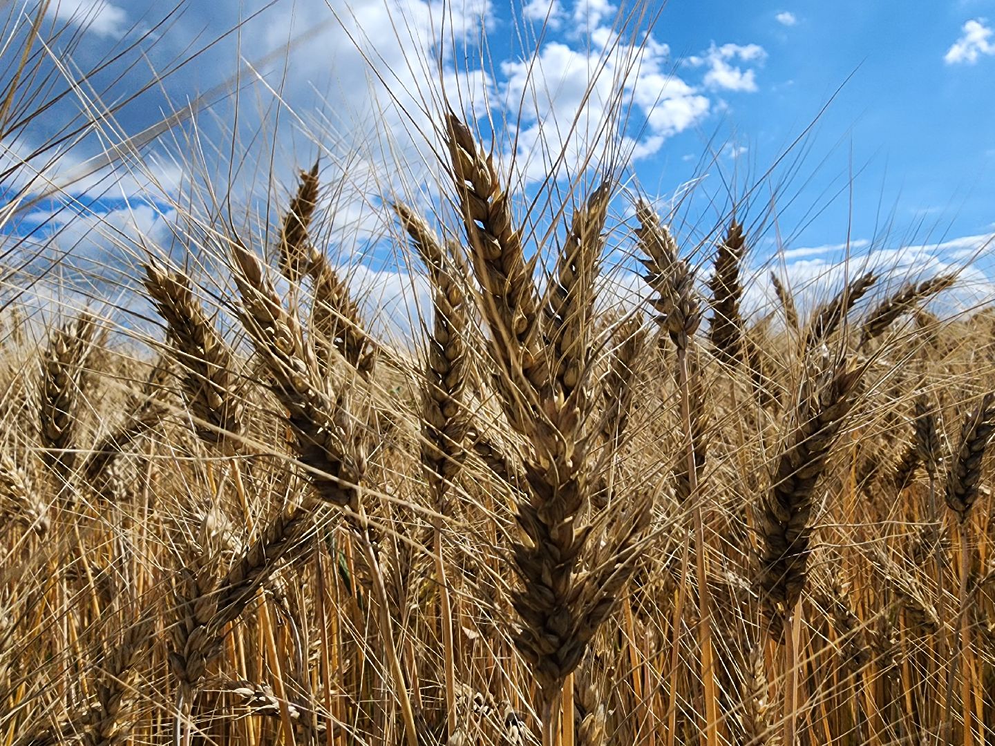 Серебряные Пруды, урожай 2023, Подмосковные 10 га, сельское хозяйство,