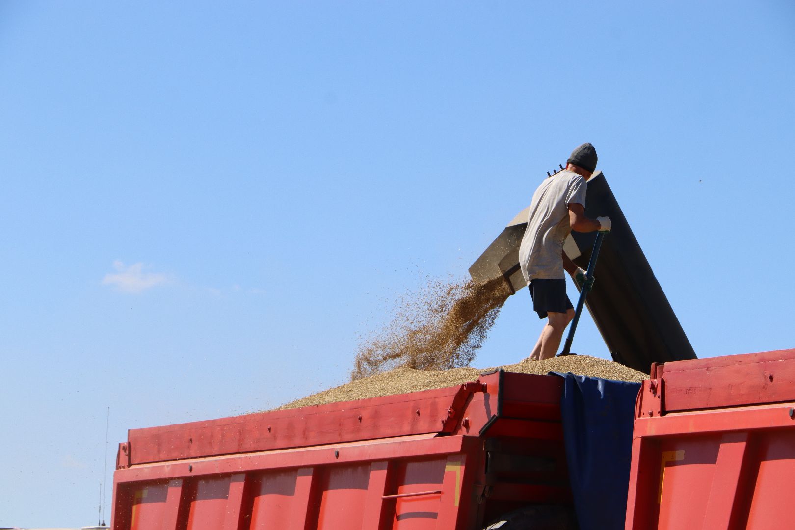 Серебряные Пруды, урожай 2023, Подмосковные 10 га, сельское хозяйство,