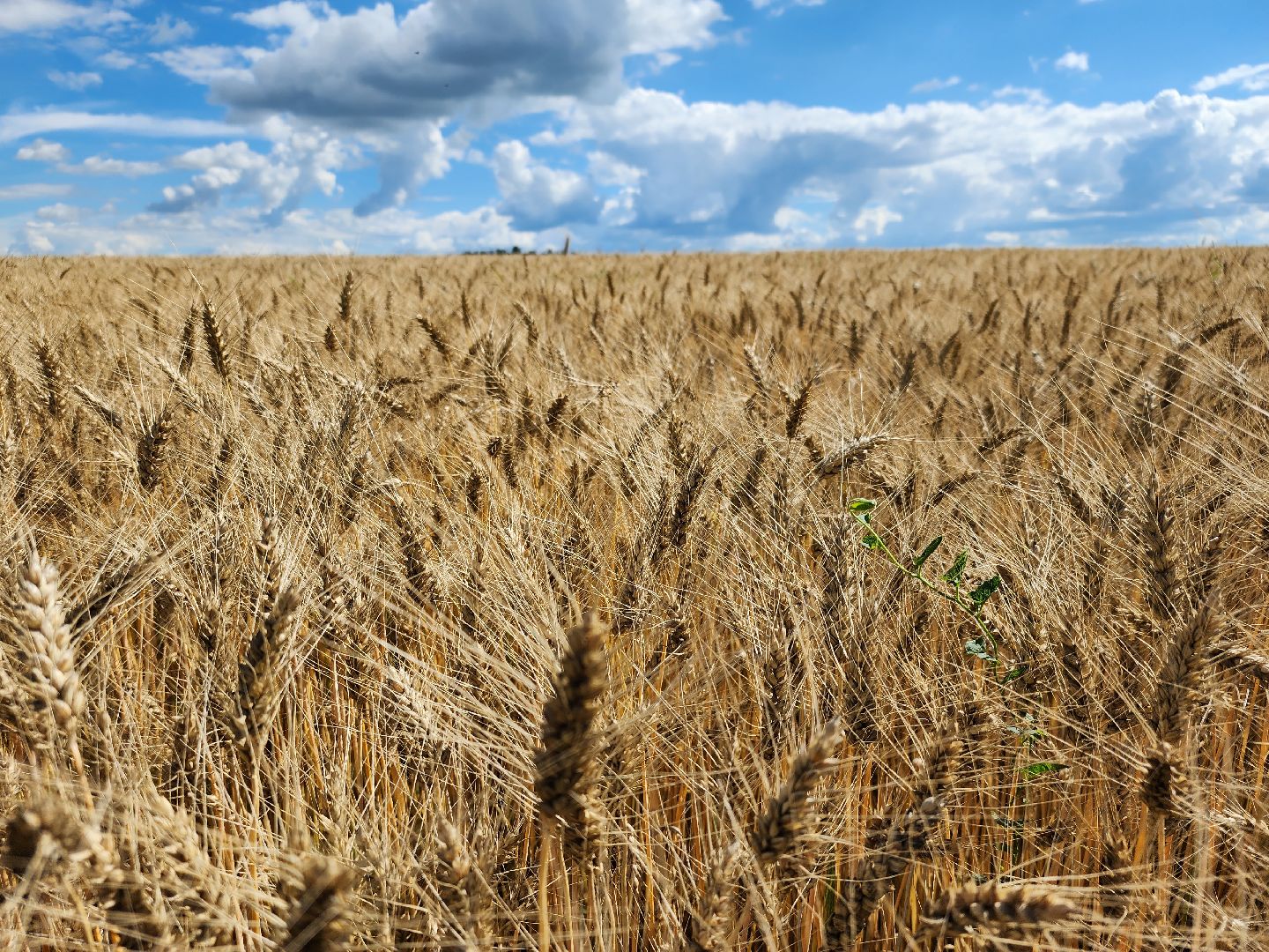 Серебряные Пруды, урожай 2023, Подмосковные 10 га, сельское хозяйство,