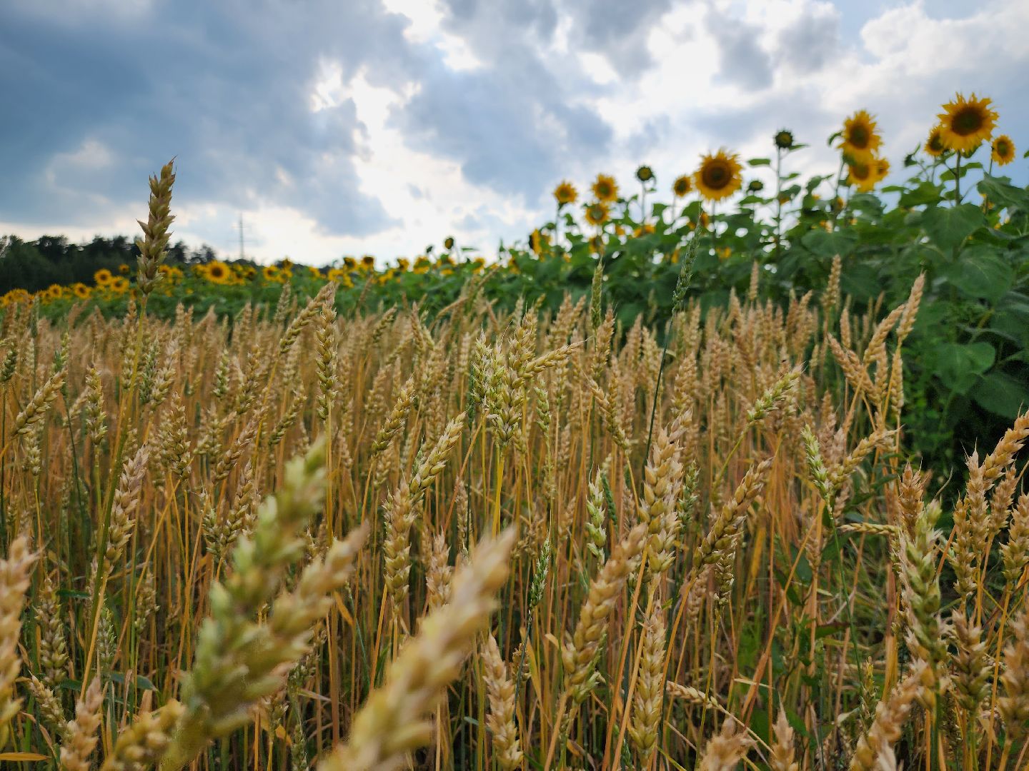 Серебряные Пруды, урожай 2023, Подмосковные 10 га, сельское хозяйство,