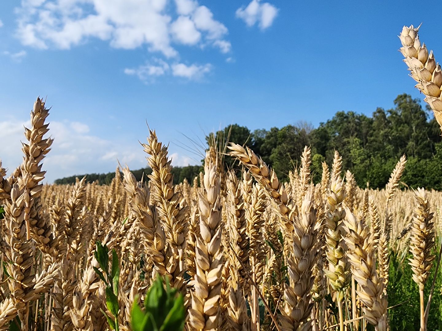 Серебряные Пруды, урожай 2023, Подмосковные 10 га, сельское хозяйство,