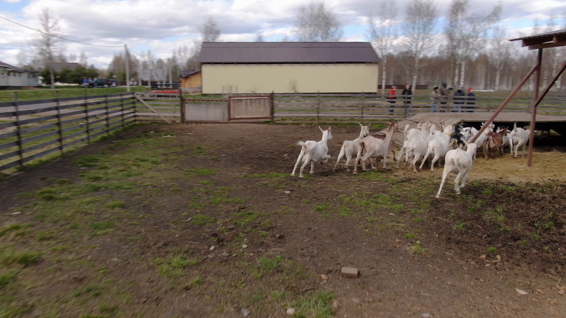 талдом, ферма, козы,видео с коптера,