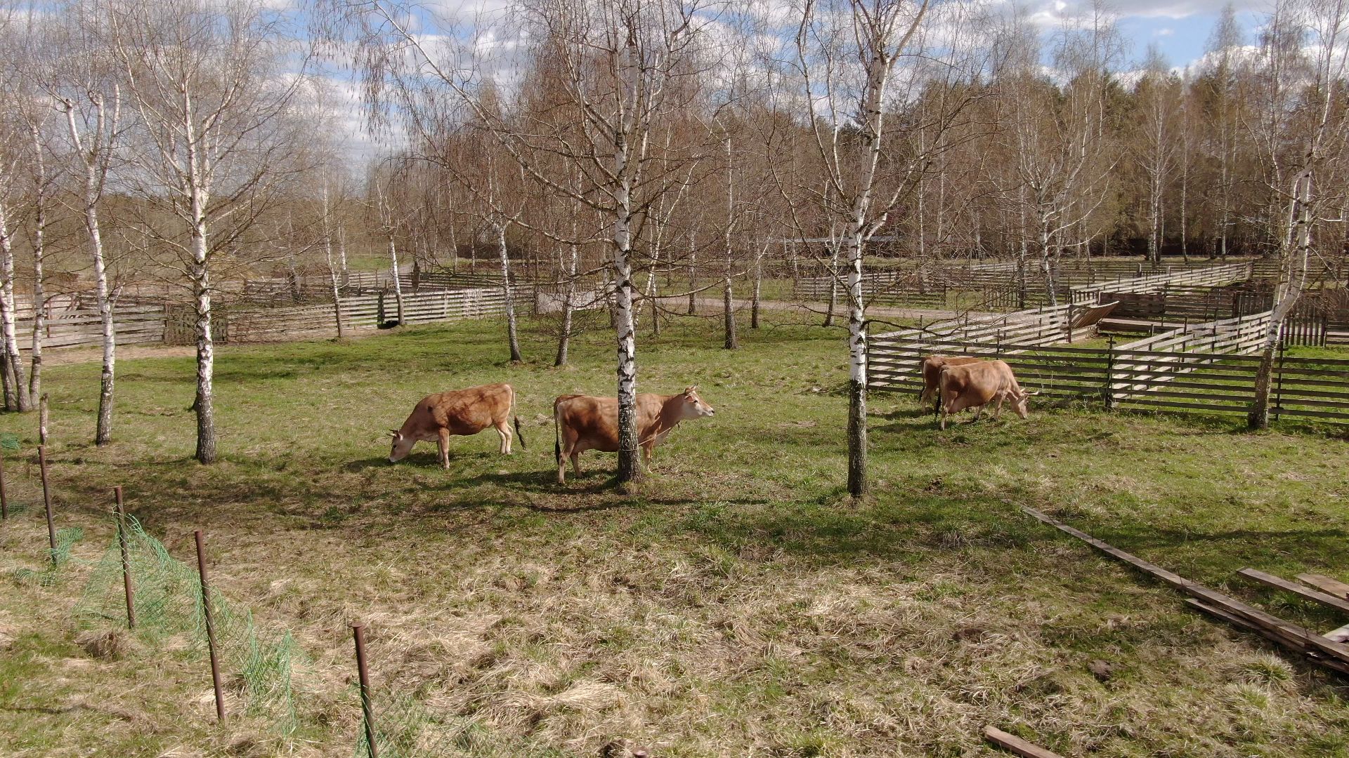 талдом, ферма, козы,видео с коптера,