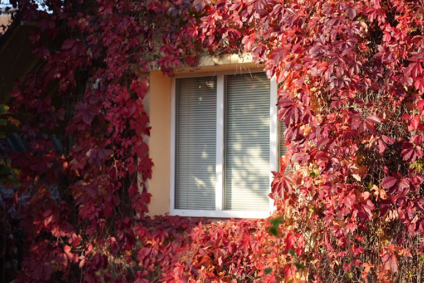 Сергиево-Посадский городской округ, Сергиев Посад, Фотограф, Необычные места, Природа, Осень,