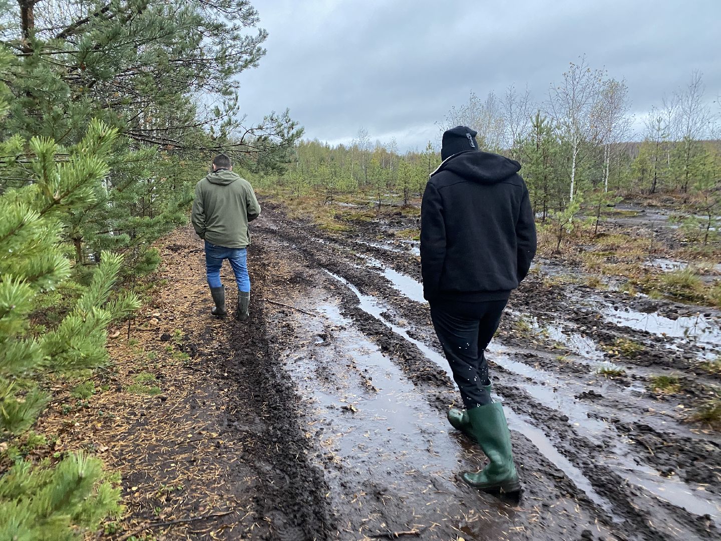 волоколамск, грибы, лес, болото, шитьково, грибной сезон, осень,