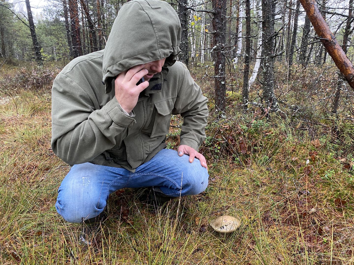 волоколамск, грибы, лес, болото, шитьково, грибной сезон, осень,