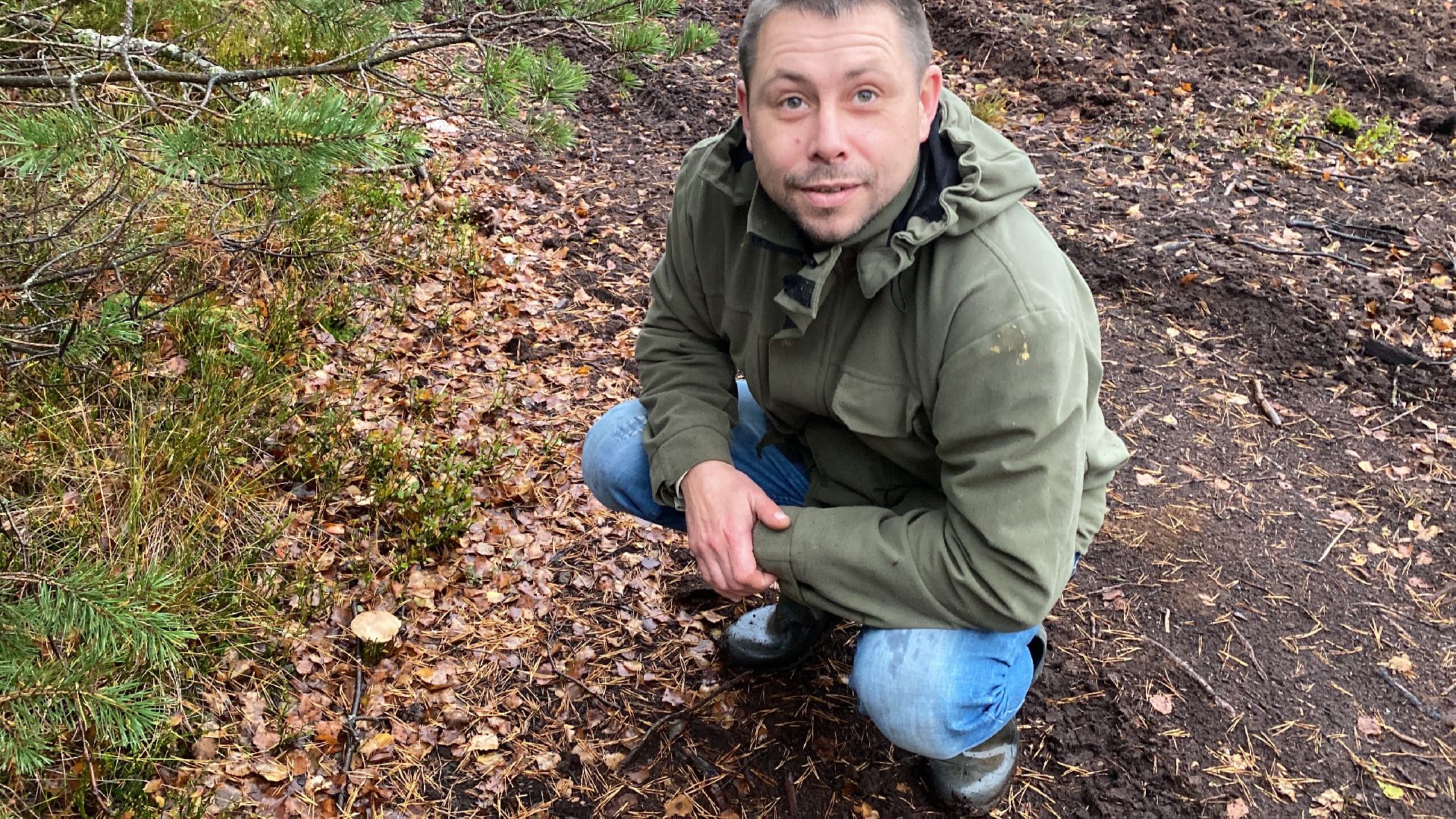 волоколамск, грибы, лес, болото, шитьково, грибной сезон, осень,