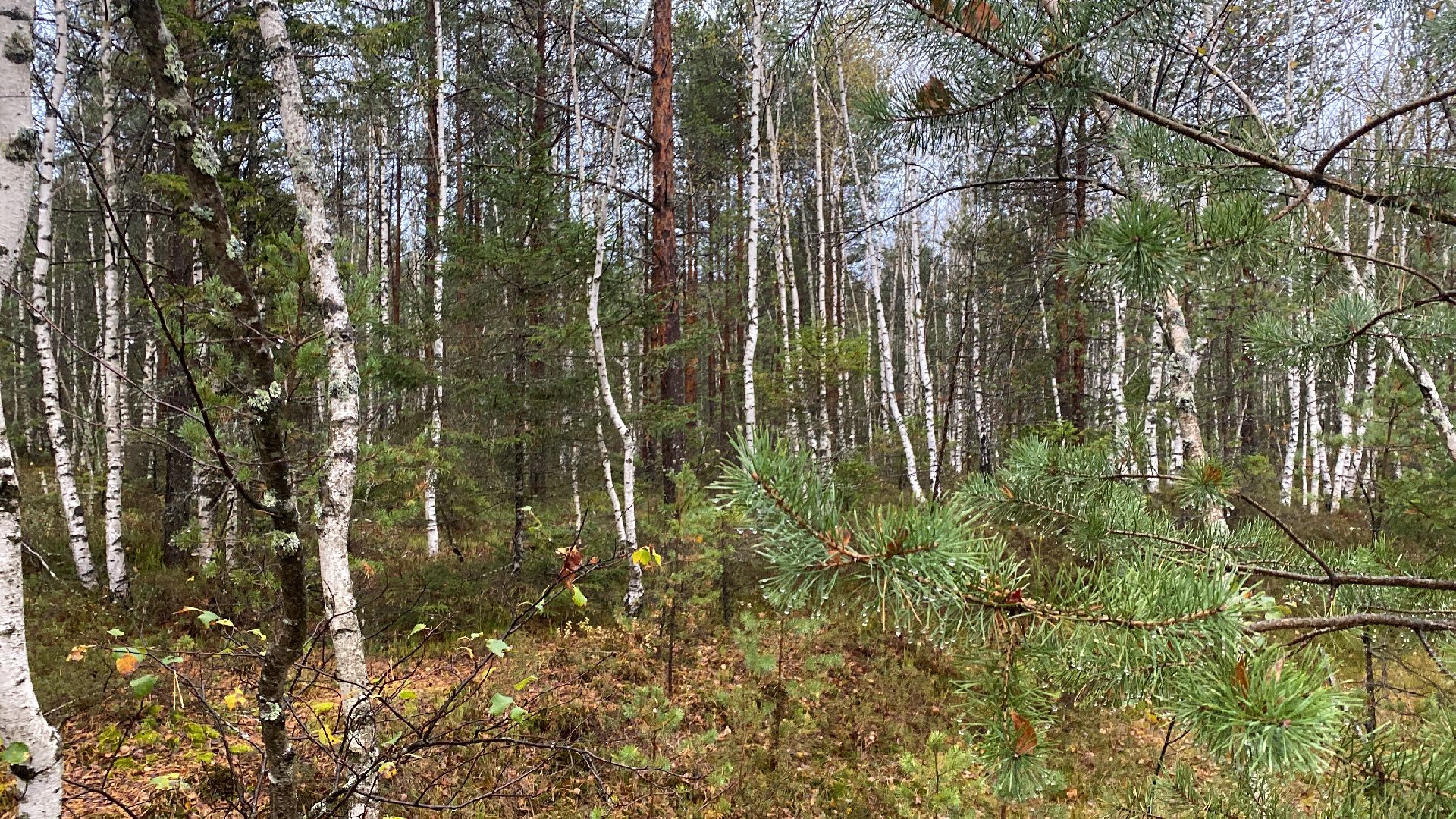 волоколамск, грибы, лес, болото, шитьково, грибной сезон, осень,