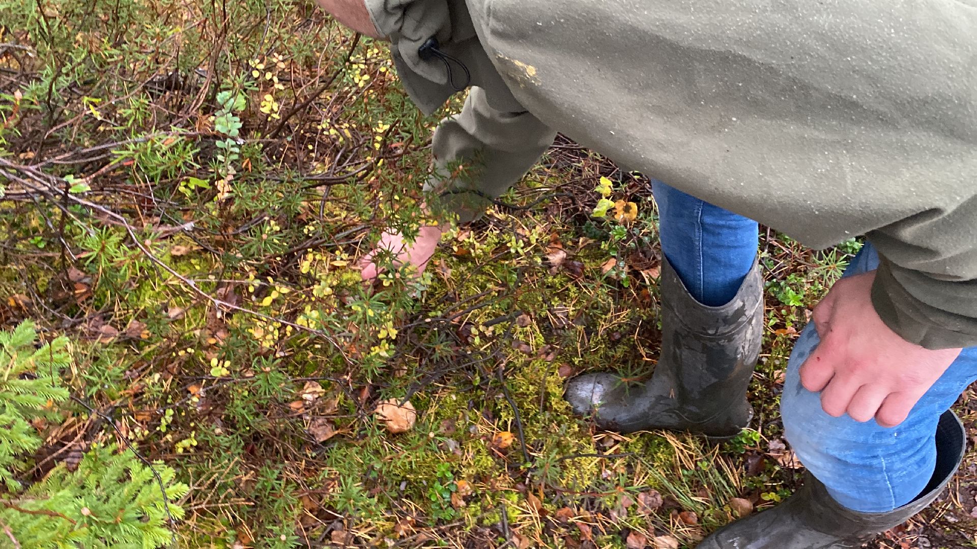 волоколамск, грибы, лес, болото, шитьково, грибной сезон, осень,