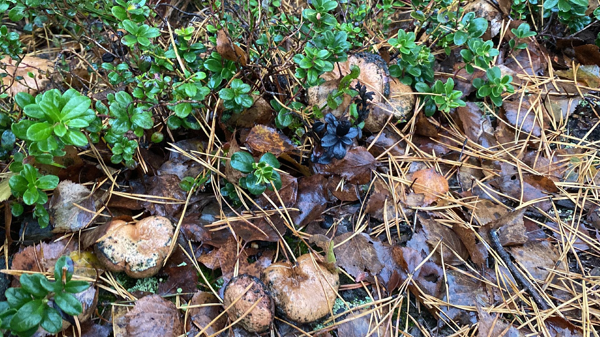 волоколамск, грибы, лес, болото, шитьково, грибной сезон, осень,