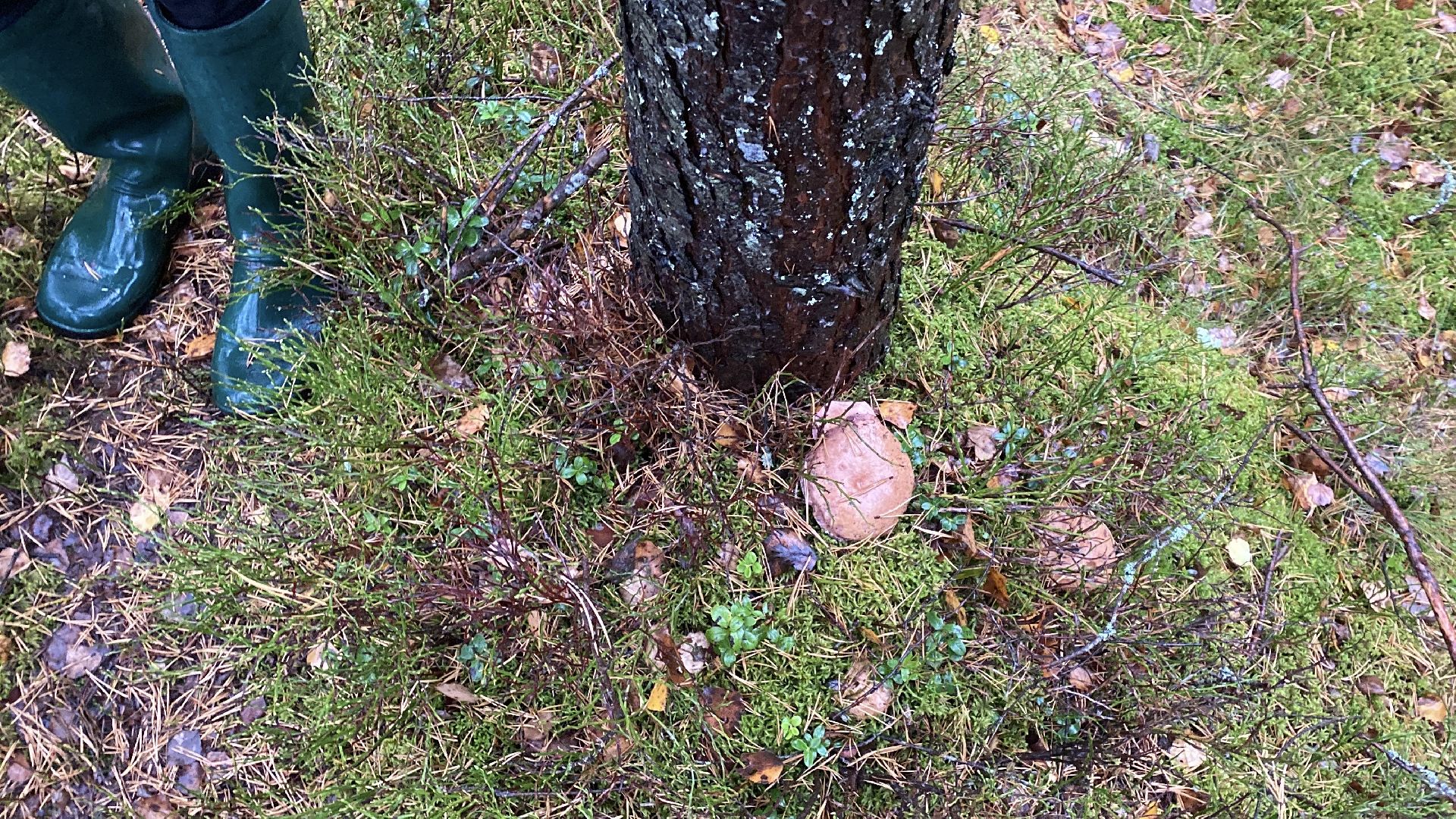 волоколамск, грибы, лес, болото, шитьково, грибной сезон, осень,