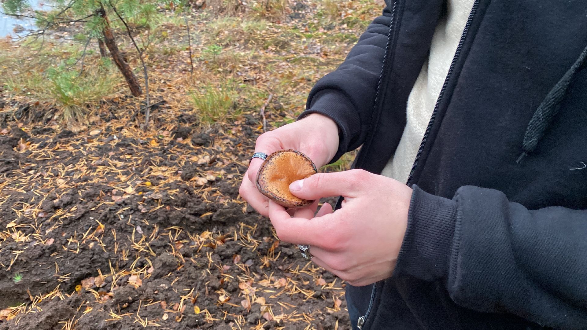 волоколамск, грибы, лес, болото, шитьково, грибной сезон, осень,