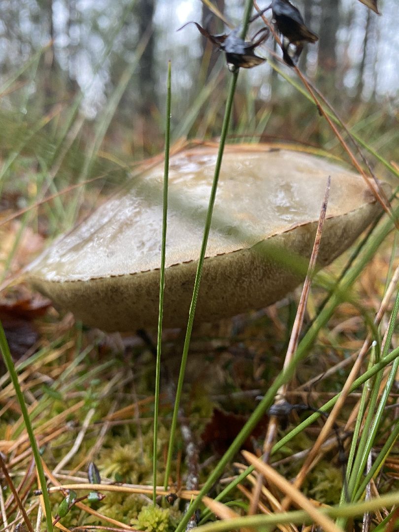 волоколамск, грибы, лес, болото, шитьково, грибной сезон, осень,
