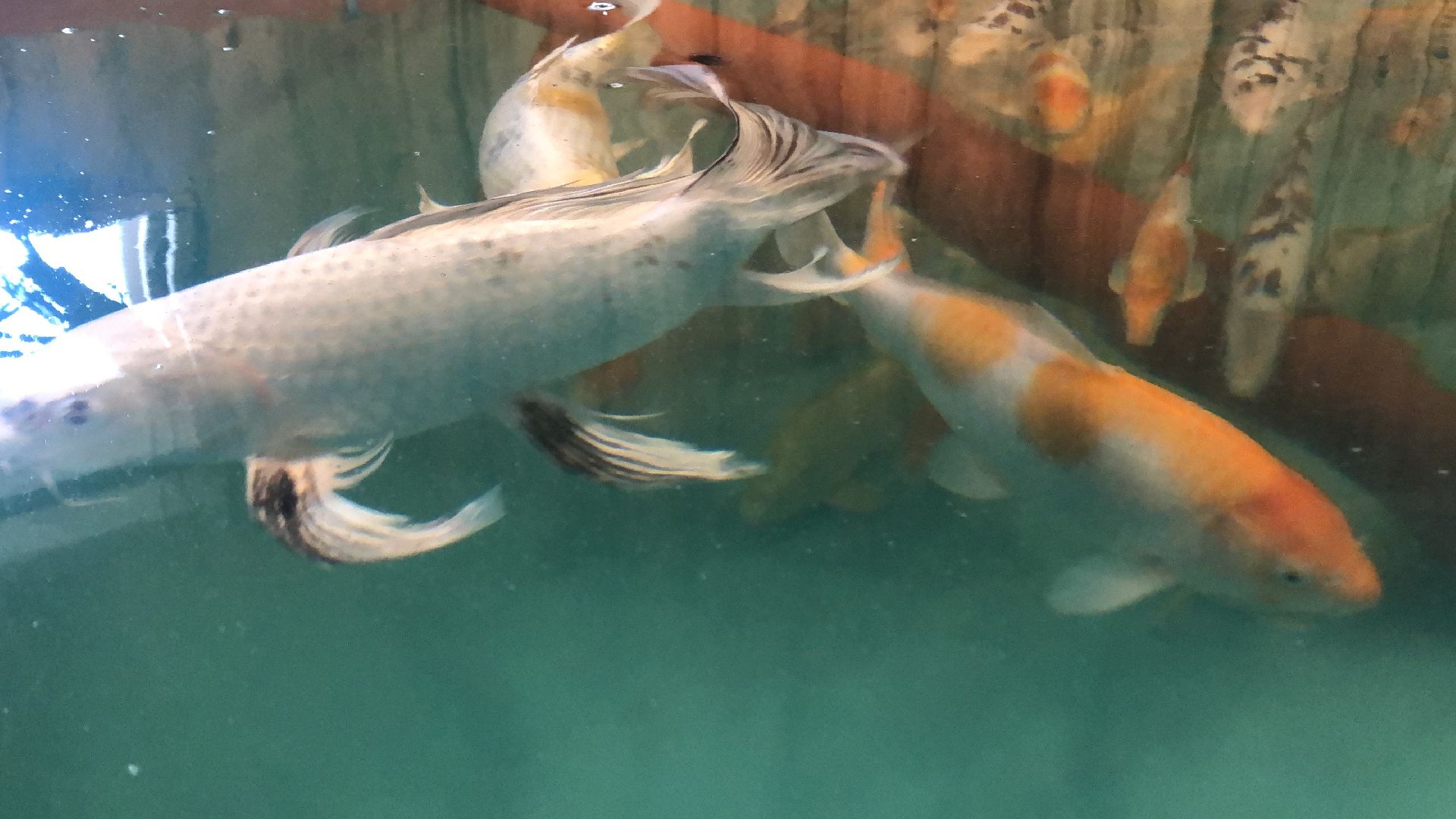 коломна, экономика, сельское хозяйство, рыба,