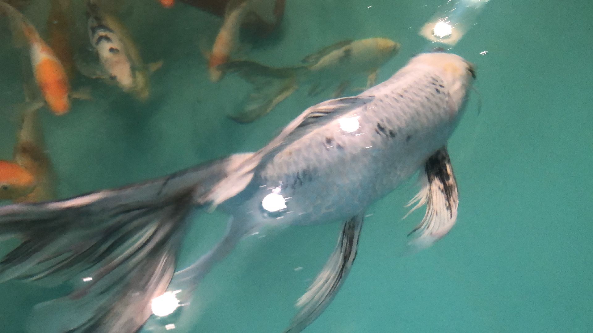 коломна, экономика, сельское хозяйство, рыба,