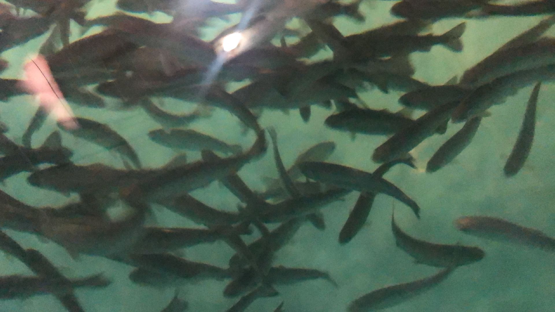 коломна, экономика, сельское хозяйство, рыба,