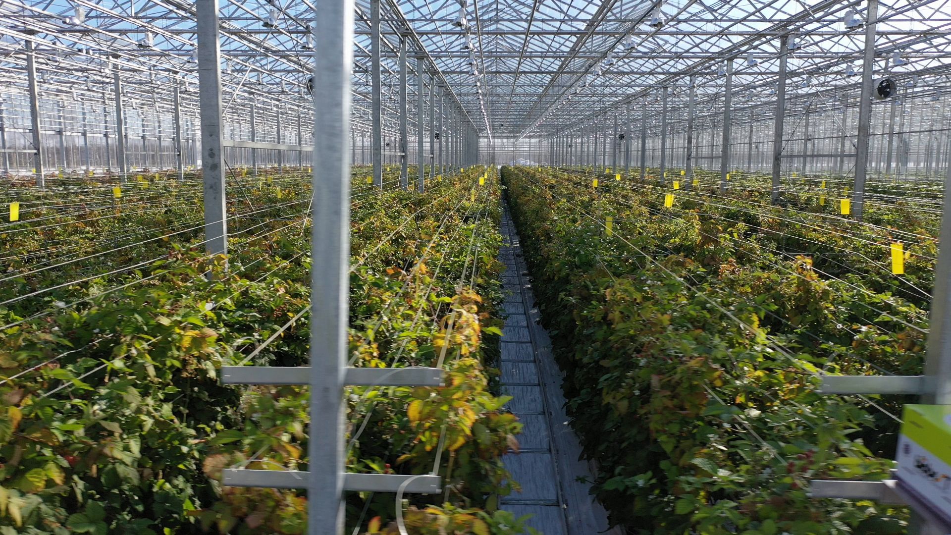 тенплицы, овощи, кашира,видео с коптера,