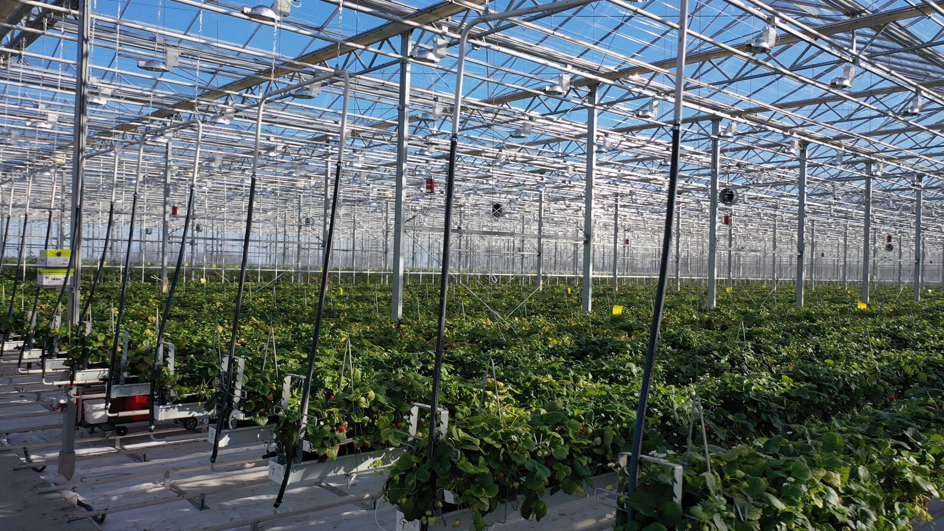 тенплицы, овощи, кашира,видео с коптера,