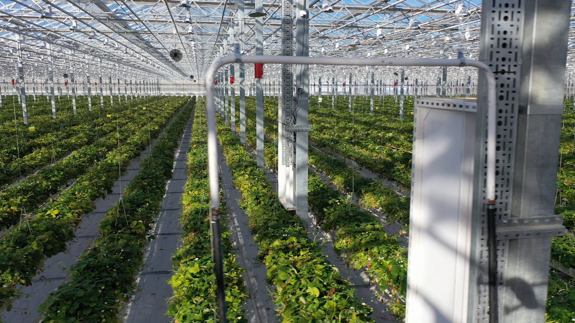 тенплицы, овощи, кашира,видео с коптера,