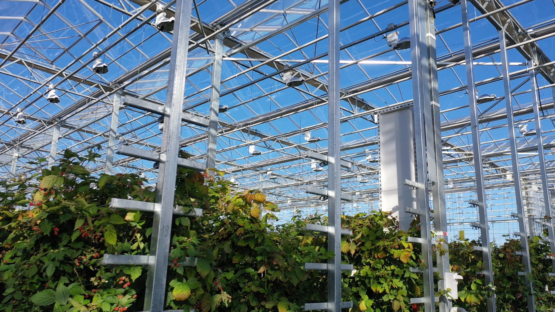 тенплицы, овощи, кашира,видео с коптера,