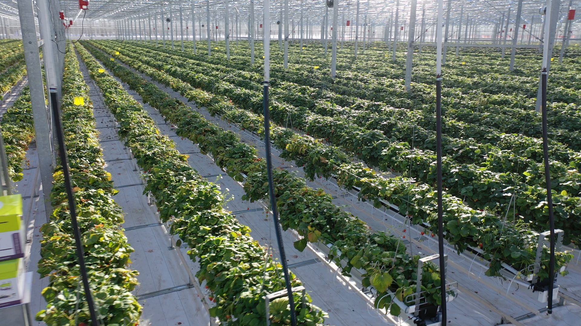 тенплицы, овощи, кашира,видео с коптера,